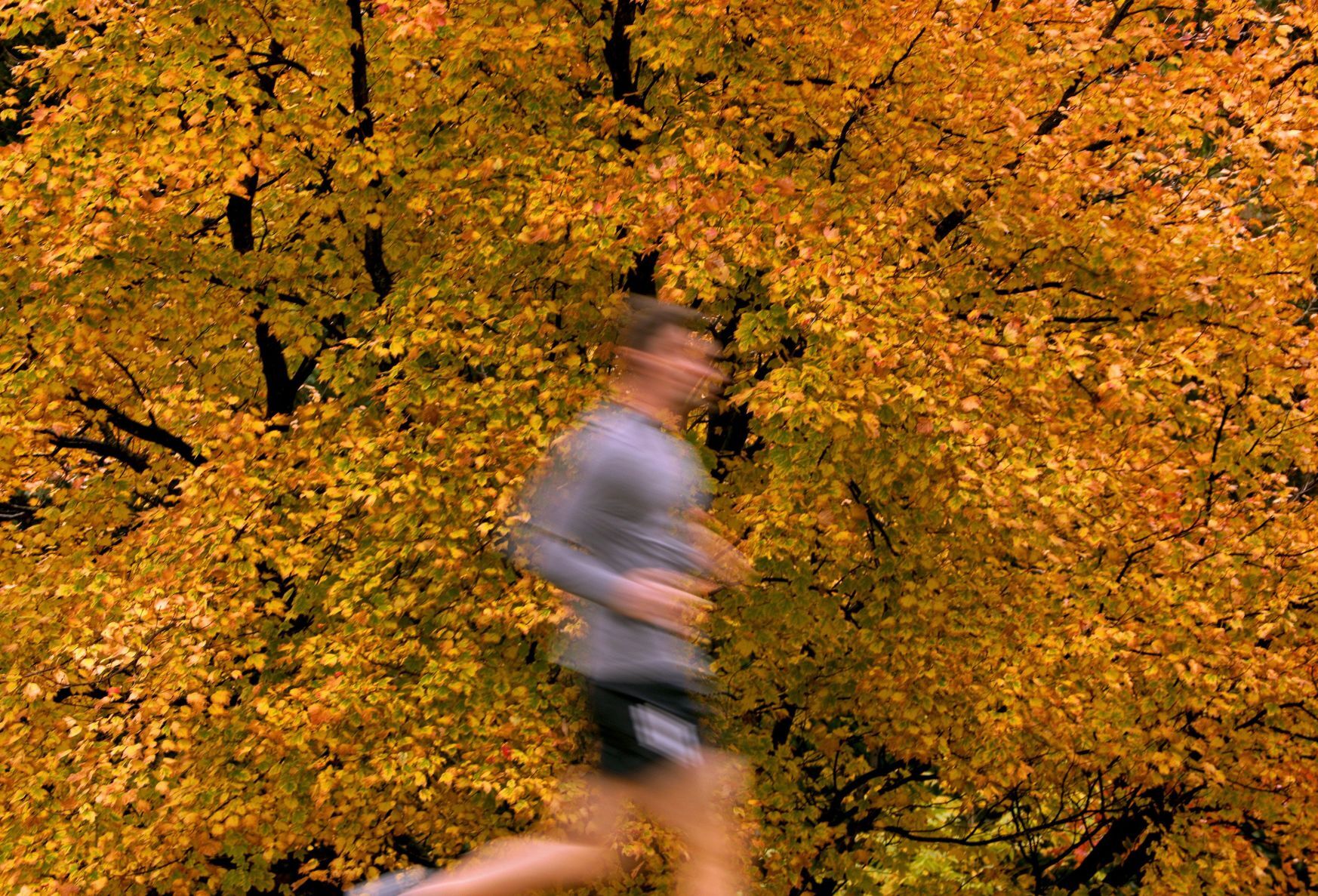 Fall colors at Forest Park